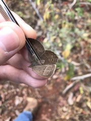 Yphthimoides patricia