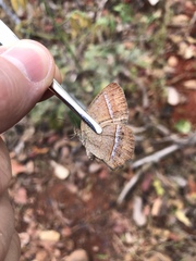 Yphthimoides patricia