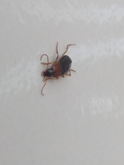 Calathus melanocephalus