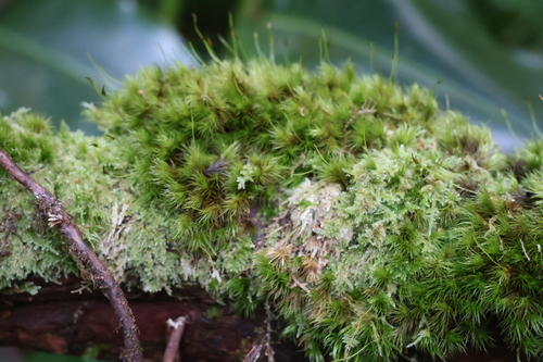 Dicranum scottianum observed 2025-06-21