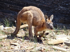 Osphranter robustus erubescens