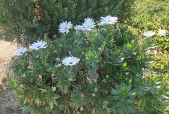 Calenduleae