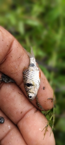 Dwerg-barbeel (Pethia phutunio) — Cyprinidae — 2
