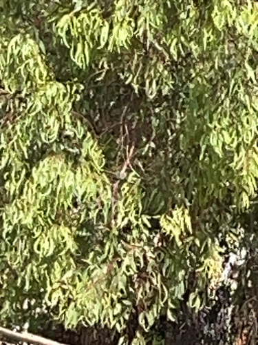 Avistamiento Eucalyptus camaldulensis