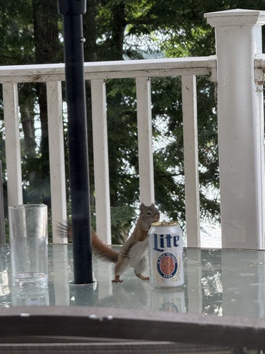 American Red Squirrel photographed in Maine