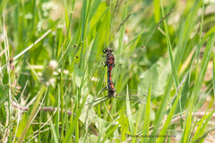 Leucorrhinia borealis