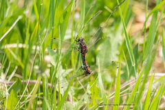 Leucorrhinia borealis