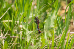 Leucorrhinia borealis