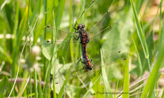 Leucorrhinia borealis
