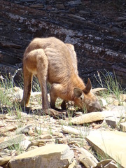 Osphranter robustus erubescens
