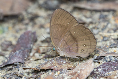 Faunis canens arcesilas