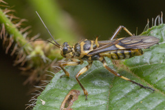 Inara flavopicta