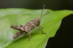 Apalacris varicornis