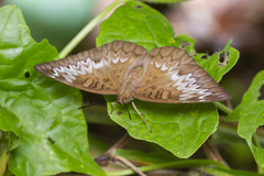 Euthalia monina monina