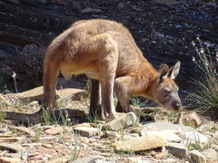 Osphranter robustus erubescens
