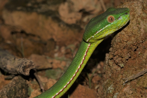 Chinese Green Tree Viper