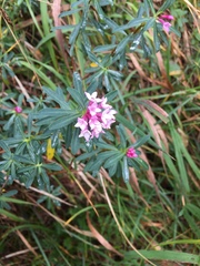 Daphne striata