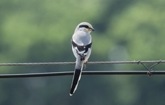 Lanius sphenocercus