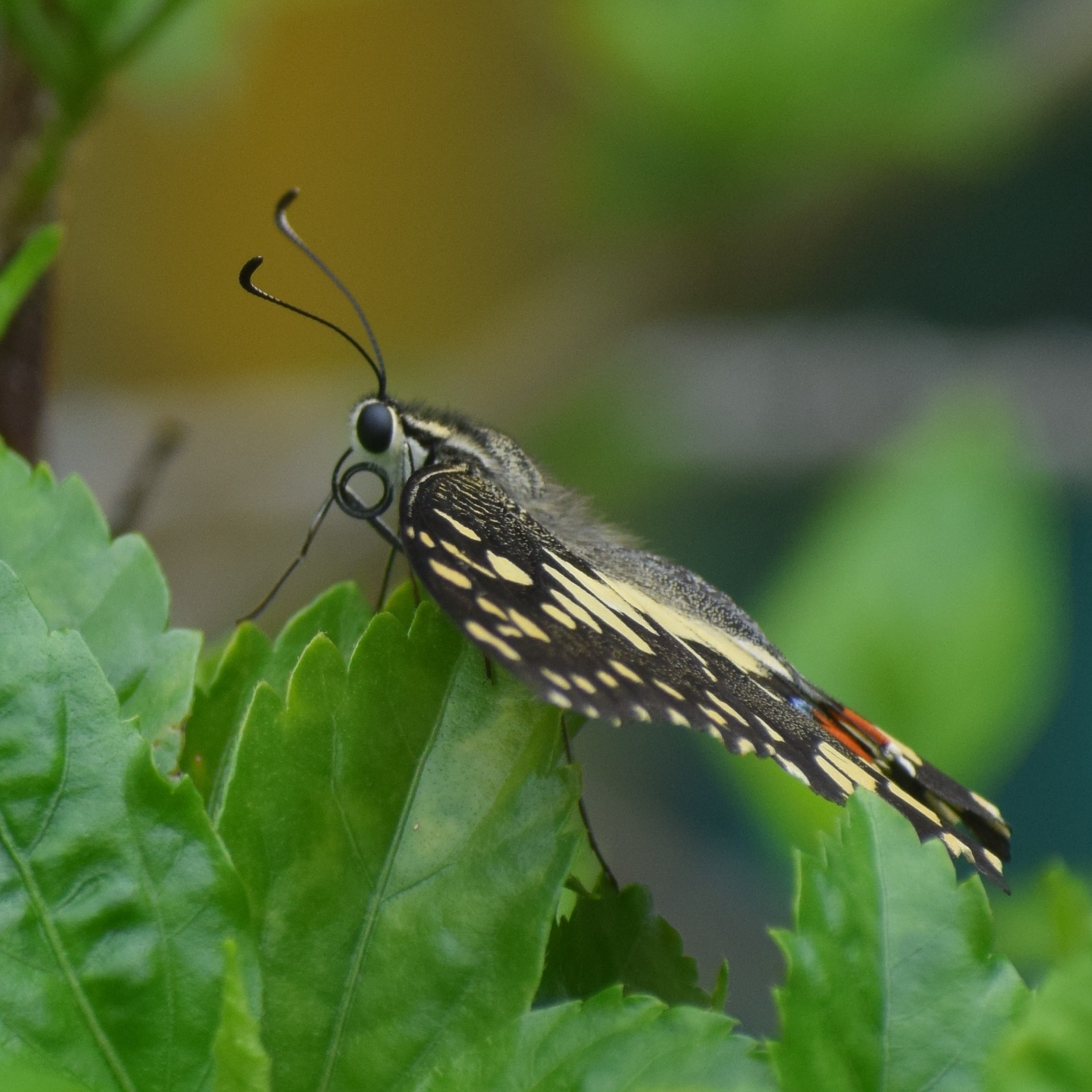 Lime Swallowtail