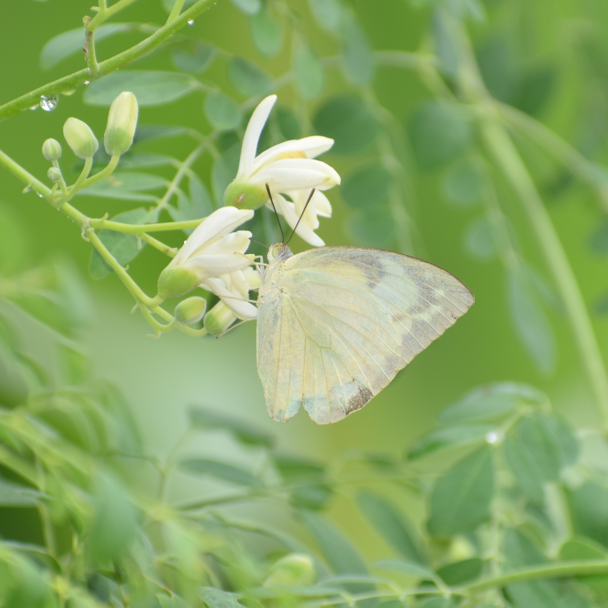Lemon Emigrant