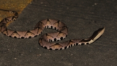 Deinagkistrodon acutus