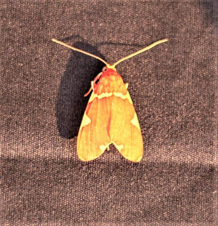 Neritos cardinalis