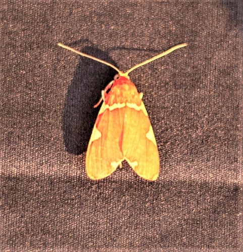 Neritos cardinalis