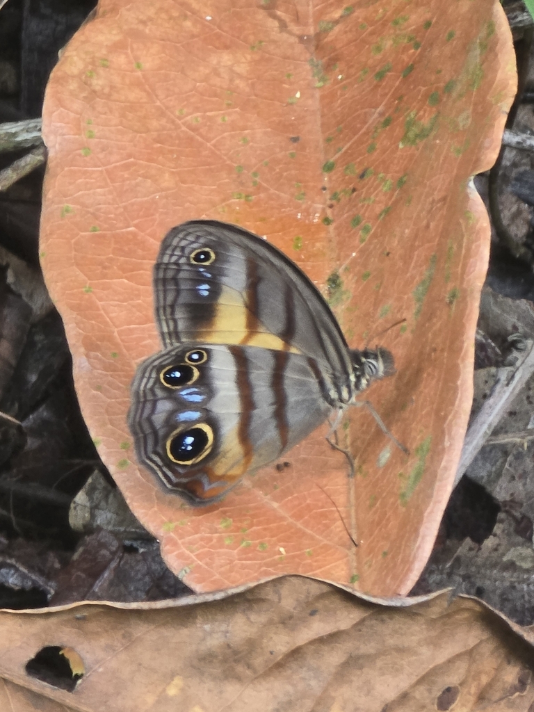 Blue-gray Satyr