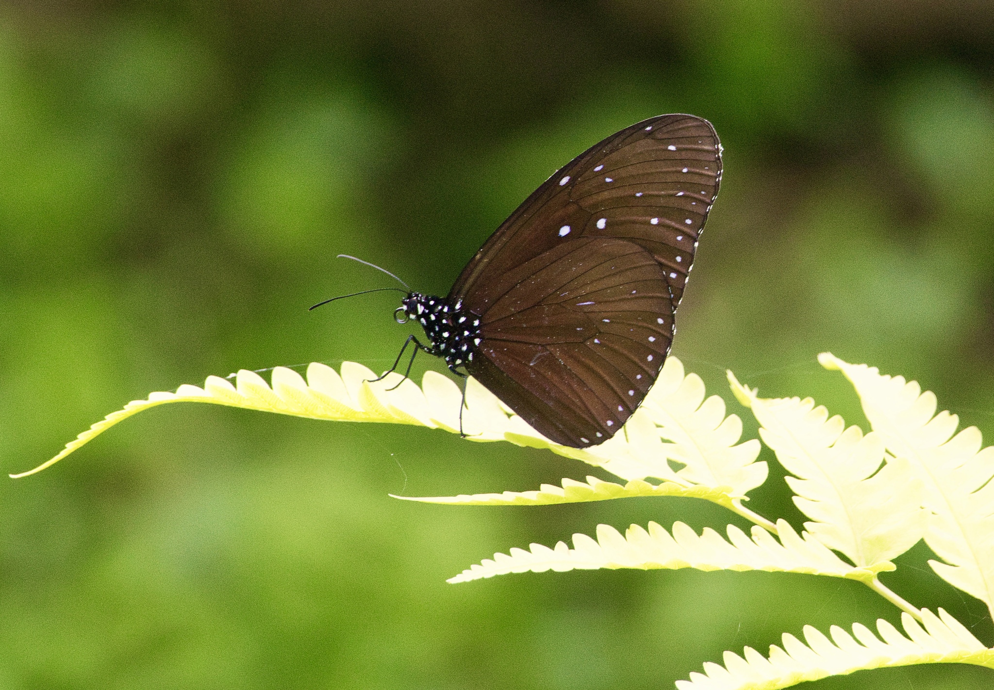 Striped Blue Crow