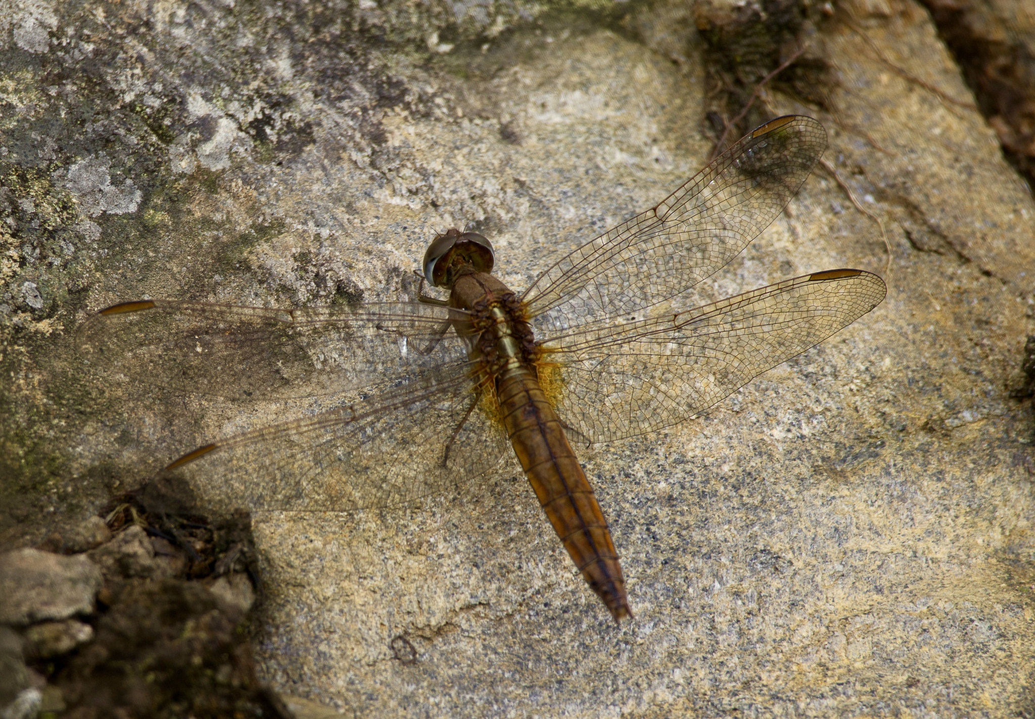Scarlet Skimmer