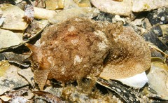 Pleurobranchaea maculata