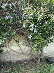 Jasminum auriculatum