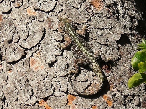 Bill's tree agama