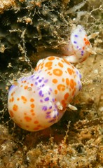 Chromodoris ambigua