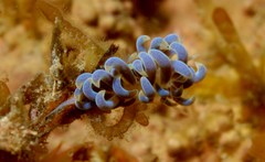 Phyllodesmium macphersonae