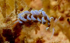 Phyllodesmium macphersonae