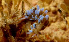 Phyllodesmium macphersonae