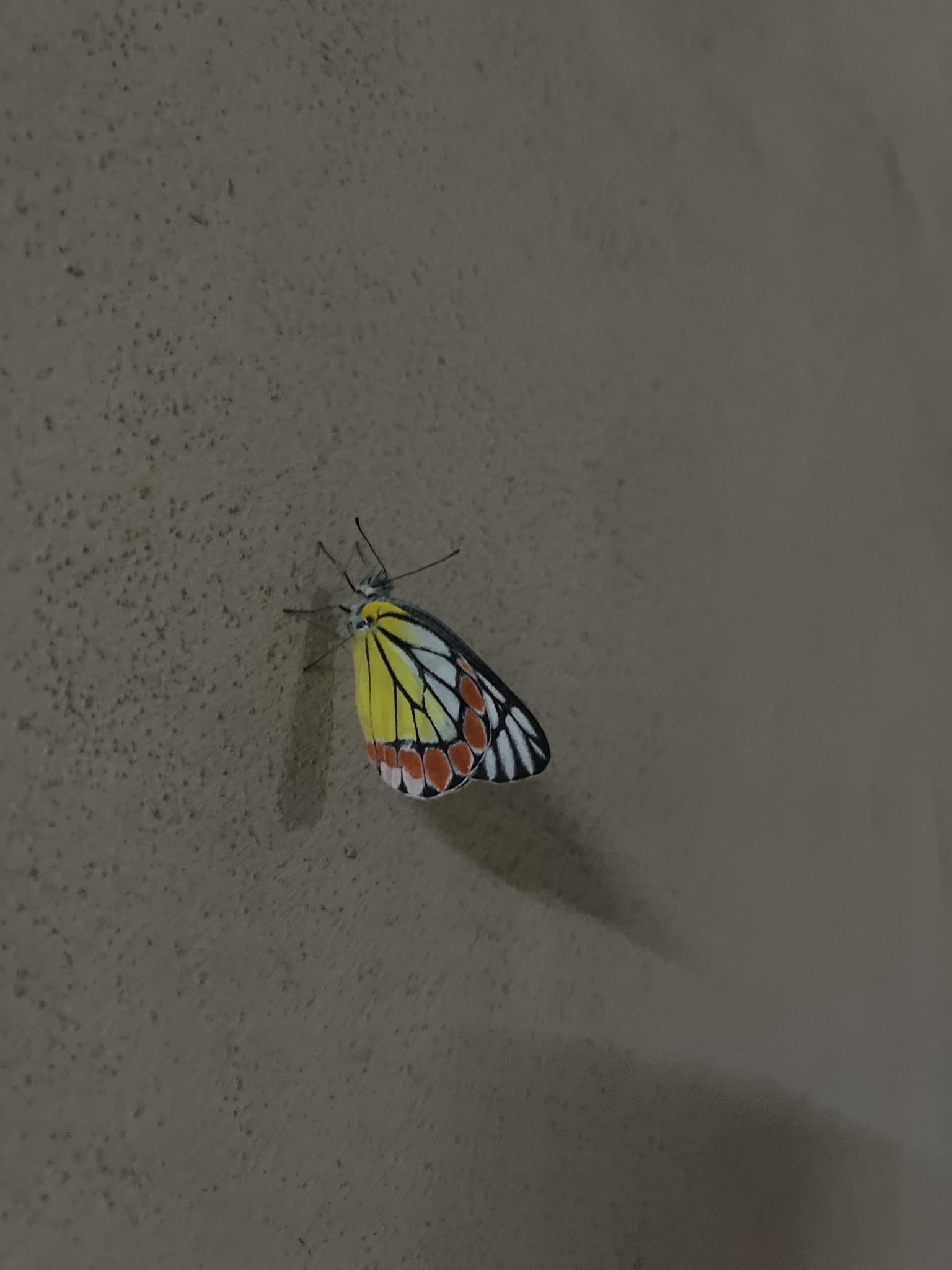 Indian Jezebel
