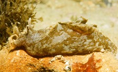 Aplysia sydneyensis
