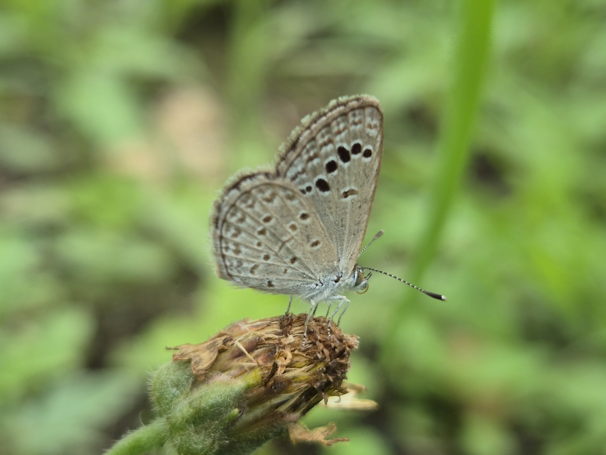 Lesser Grass Blue