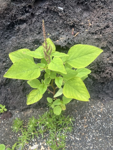 Amaranthus viridis observed 2025-06-24