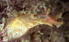 Aplysiida