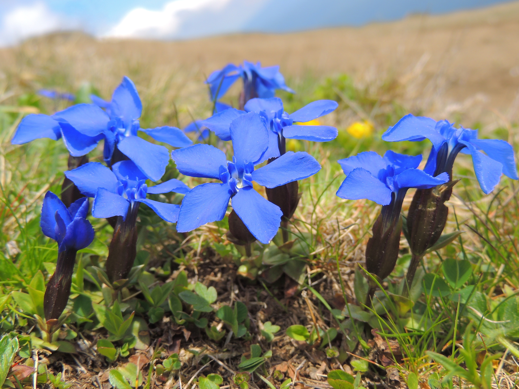 Gentiana verna