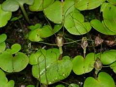 Corybas rivularis