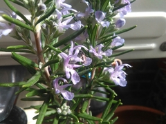 Apoidea