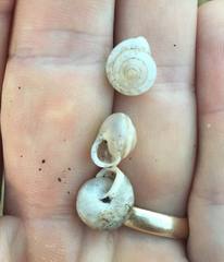Praticolella berlandieriana