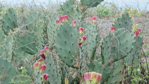 Opuntia dillenii iNat (3)