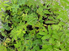 Senegalia polyphylla