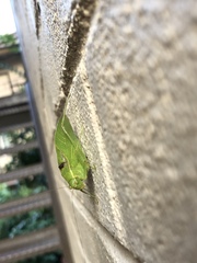Microcentrum retinerve