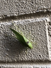 Microcentrum retinerve
